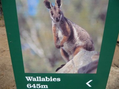 Adelaide - Mount Lofty and Cleland Wildlife52.jpg