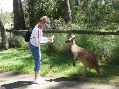 Adelaide - Mount Lofty and Cleland Wildlife70.jpg