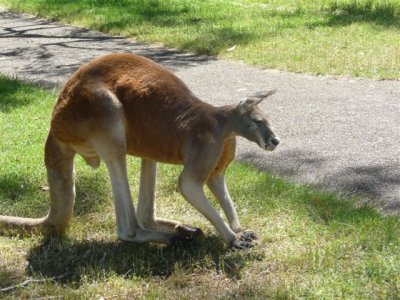 Adelaide - Mount Lofty and Cleland Wildlife75.jpg