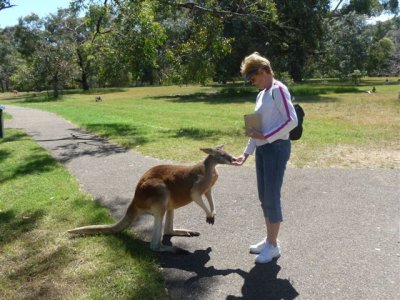 Adelaide - Mount Lofty and Cleland Wildlife76.jpg