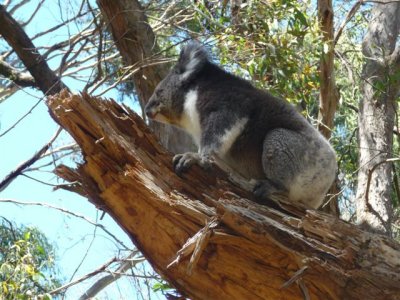 Adelaide - Mount Lofty and Cleland Wildlife88.jpg