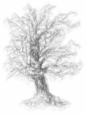 Wk2-Tree-Snap-It.jpg