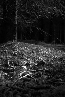 IMGP3058-01w.JPG