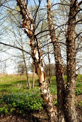 birch_trees