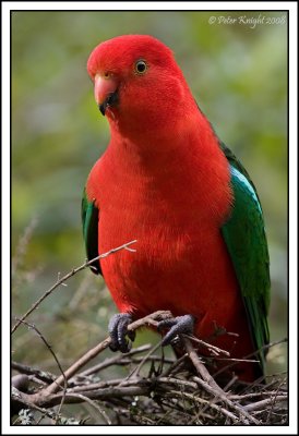 IMG_9818_w  King parrot.jpg