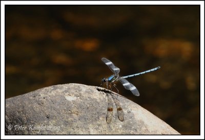Jan 05 - Dragonfly.jpg