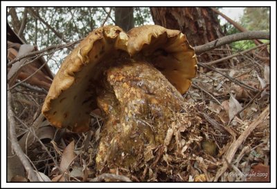 Jan 19 - Super Fungus.jpg