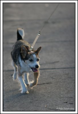 Jan 23 - Jimmy walking backlit.jpg