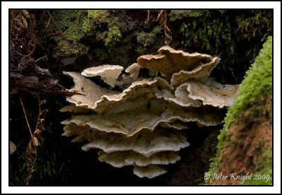 Fungi