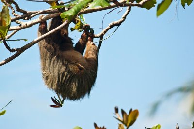 Sloth Butt