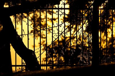 Sunset Through The Cemetery Fence