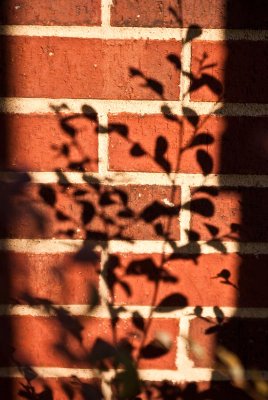 Shadows On The Brick