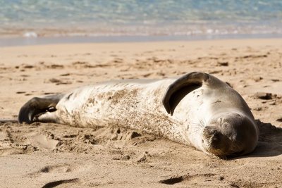 Beach Snooze