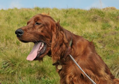 Thomas on Coastal Path