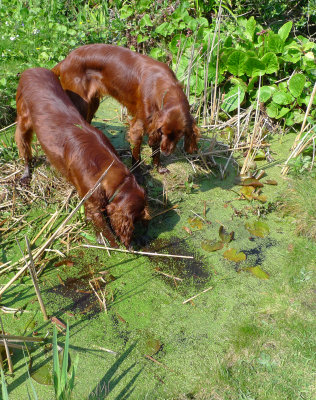 Thomas (left) & Rudhi in the Pond