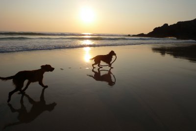 Dogs at Sunset at Polurrian Cove