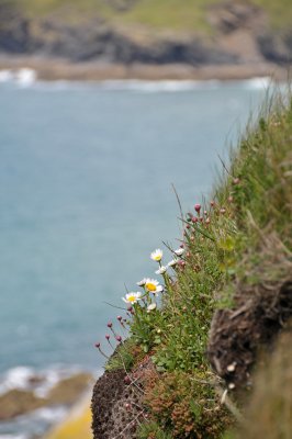 Wild Flowers Clinging to Mullion Cliff