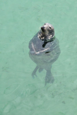 Alfie the Seal