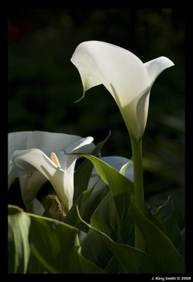 Lillies