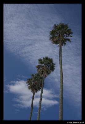 Napier Palms