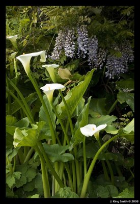 Garden Lillies