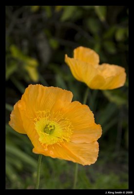 Orange Poppies