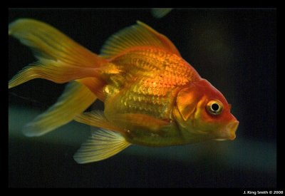 Goldfish 2