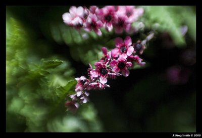 Flower blooms