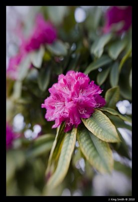 Rhododendron 3