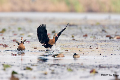 Black-bellied Whistling Duck