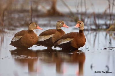 Black-bellied Whistling Duck