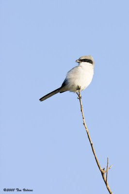 Loggerhead Shrike