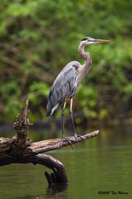 Great Blue Heron