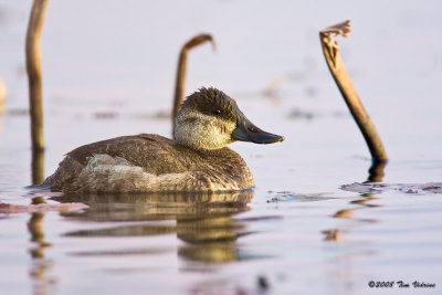 Ruddy Duck