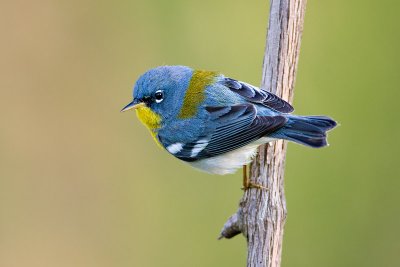 Northern Parula