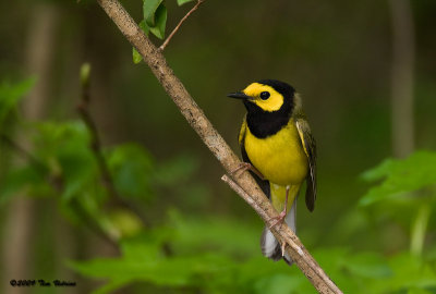 Hooded Warbler