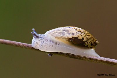 Unidentified semi-slug