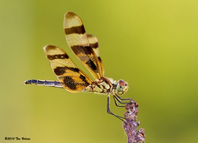 Halloween Pennant