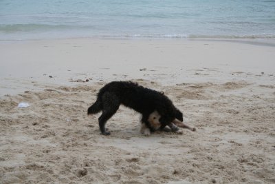 Phi Phi Island
