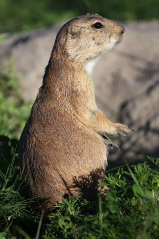 Prairie dog
