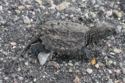 Baby Snapping Turtle