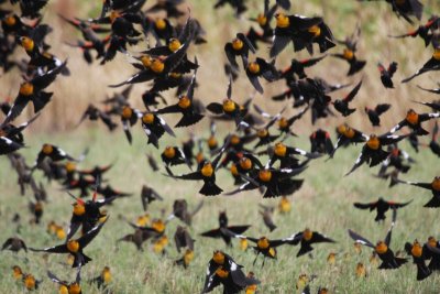 Yellow-headed blackbirds and Red-winged blackbirds
