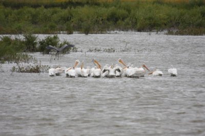 American White Pelicans With A Great Blue Heron Coming In For A Landing