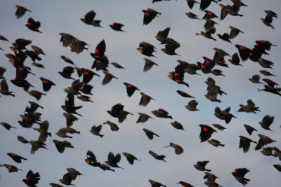 Red-winged Blackbirds and Yellow-Headed Blackbirds