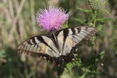 Eastern-Tailed Swallowtail