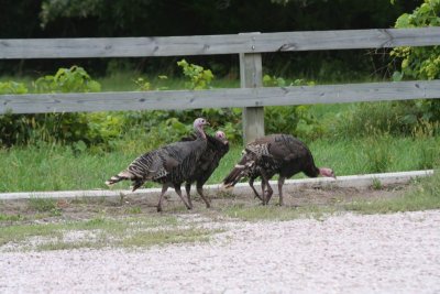 Wild Turkey