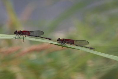 American Rubyspots (male)