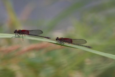 American Rubyspots (male)