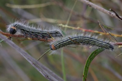 Yellow-Necked Caterpillar