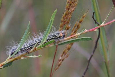 Yellow-Necked Caterpillar